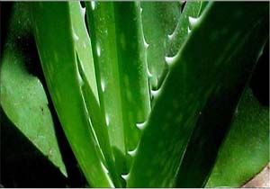 Cilt Kanserinde Aloe Vera Mucizesi
